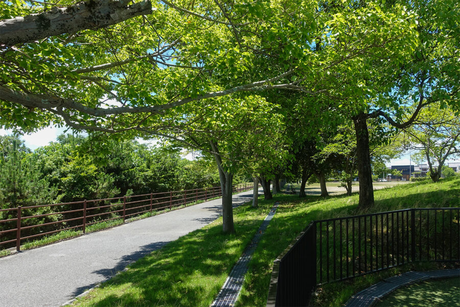 彦根市の多景公園にある広場の周囲の歩道。木々が立ち並ぶ涼やかな通り道で、子どもたちが虫探しを楽しめる自然豊かな環境が整っています