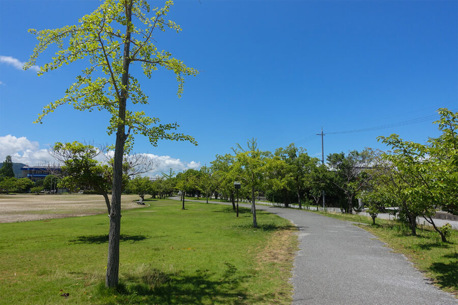 彦根市の多景公園の歩道を別の角度から撮影した写真。木々は点在しているものの間隔が広く、日差しが差し込む開けた印象の通路で自然に親しみながら歩ける空間